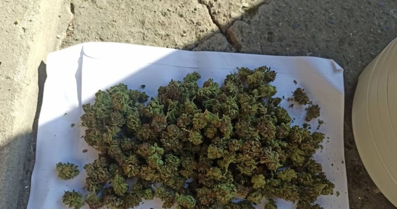 Marihuana w suszarce spożywczej. 26-latek w rękach policji