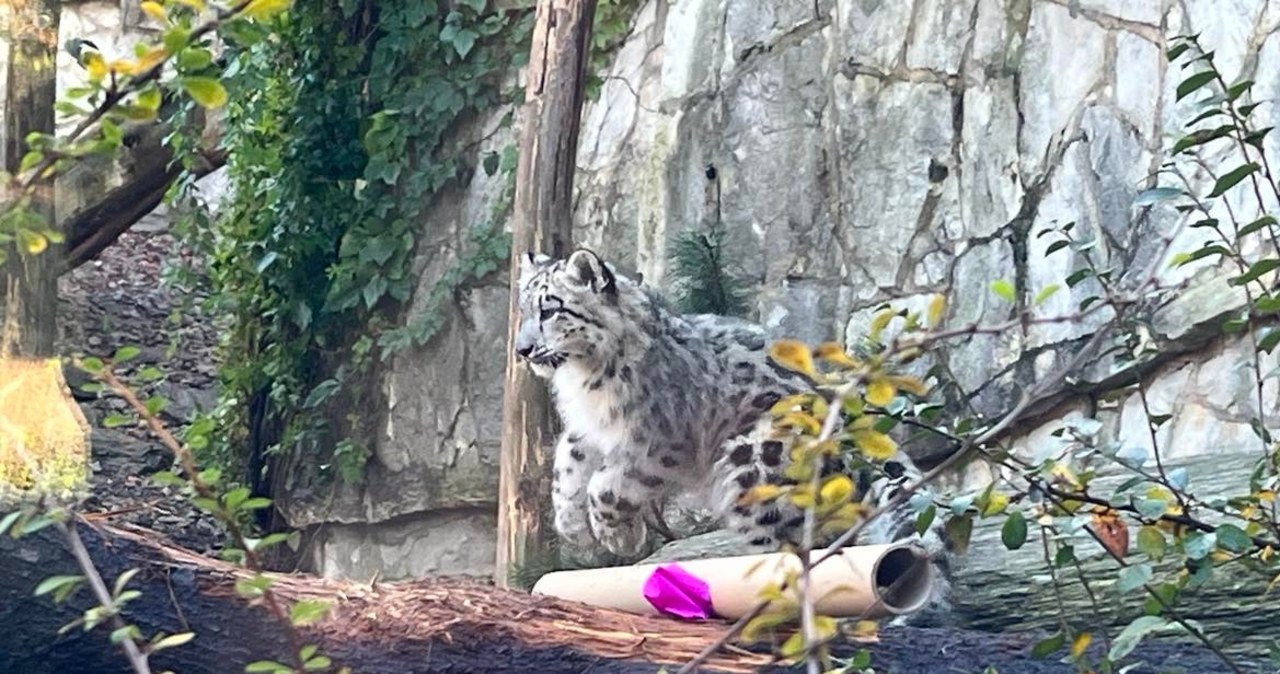 Młode pantery we wrocławskim zoo. Mają już swoje imiona
