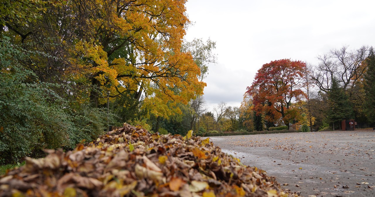 Jesień w lubelskim ogrodzie botanicznym. Zobaczcie niezwykłe zdjęcia