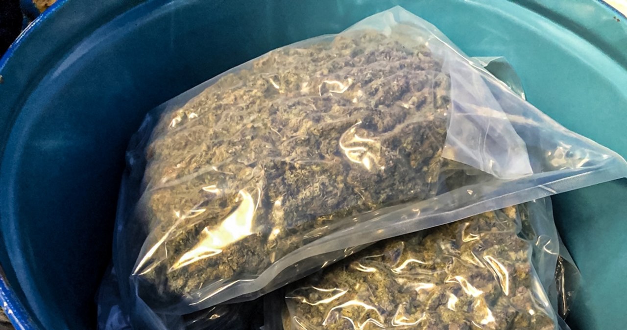 Marihuana zamiast koncentratu pomidorowego w transporcie z Hiszpanii