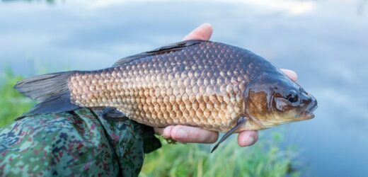 Ile zapłacimy za karpia w 2023? Hodowcy: To pierwsza taka sytuacja od lat