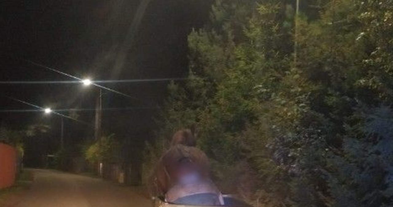 Koń wiózł do domu pijanego woźnicę