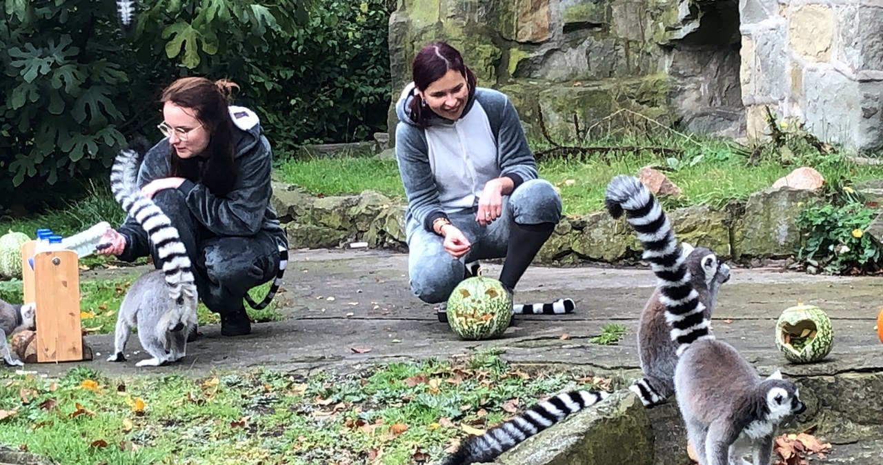 Dzień lemura w łódzkim ZOO. Zabawki dla zabawnych małpiatek