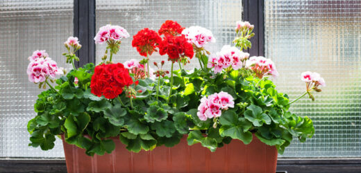 Nietypowa metoda zimowania pelargonii. Latem będzie mieć kwiatów bez liku