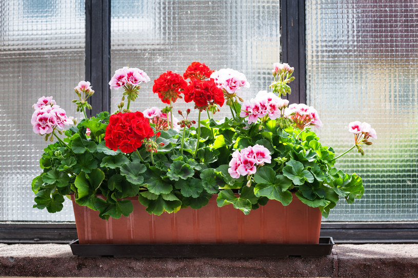 Nietypowa metoda zimowania pelargonii. Latem będzie mieć kwiatów bez liku