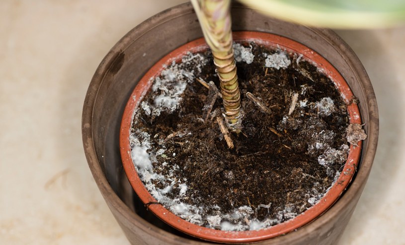 Dlaczego ziemia w doniczce pleśnieje? O tej porze roku grzyby panoszą się na potęgę