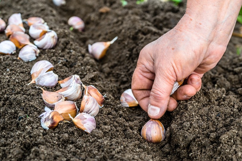 Jesienne sadzenie czosnku ozimego. Kiedy, jak i gdzie? Odpowiadamy na nurtujące pytania
