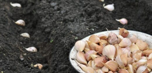 Nie ograniczaj się w ogrodzie. Możesz jeszcze liczyć na bujne plony