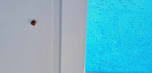 Może ugryźć i zostawić „pamiątkę”. Wejdzie każdą szczeliną