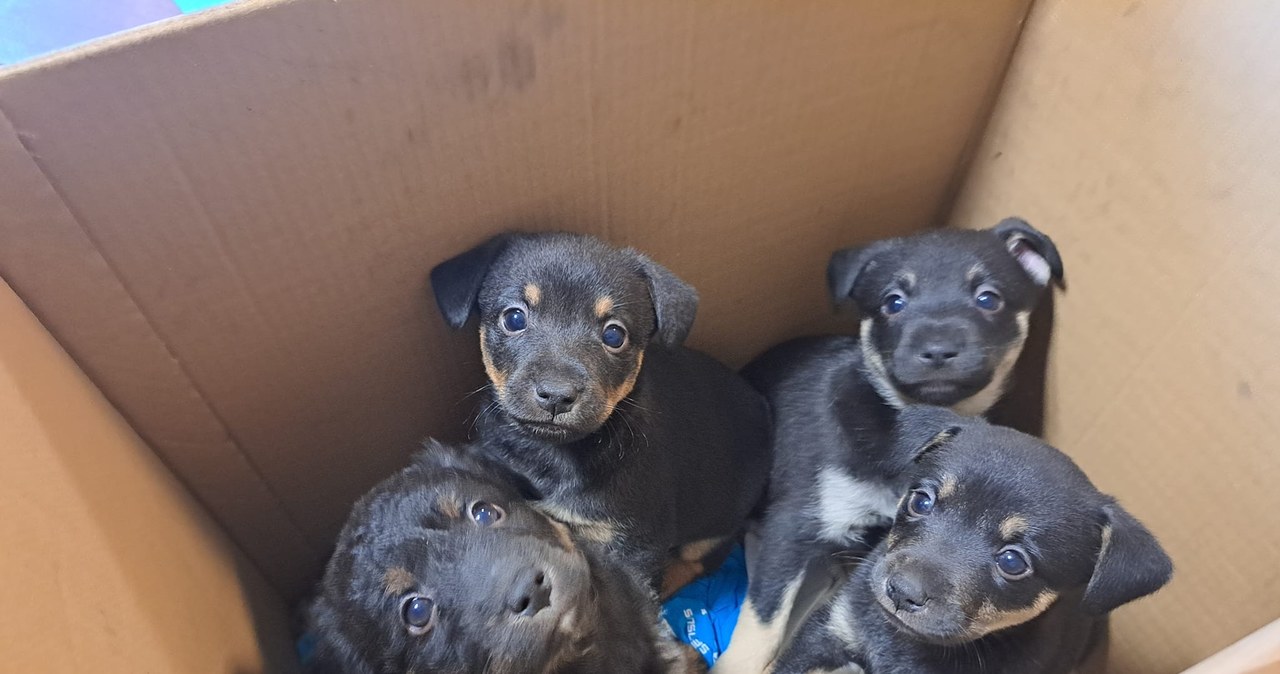 Dni otwarte w schronisku. Setki zwierząt czekają na adopcję