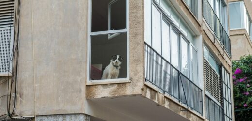 Czy właściciel mieszkania może zakazać posiadania zwierzaka?
