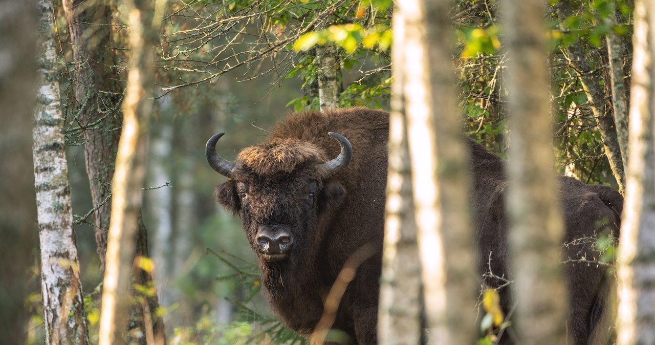 Do 3 grudnia konsultacje ws. Białowieża Forest