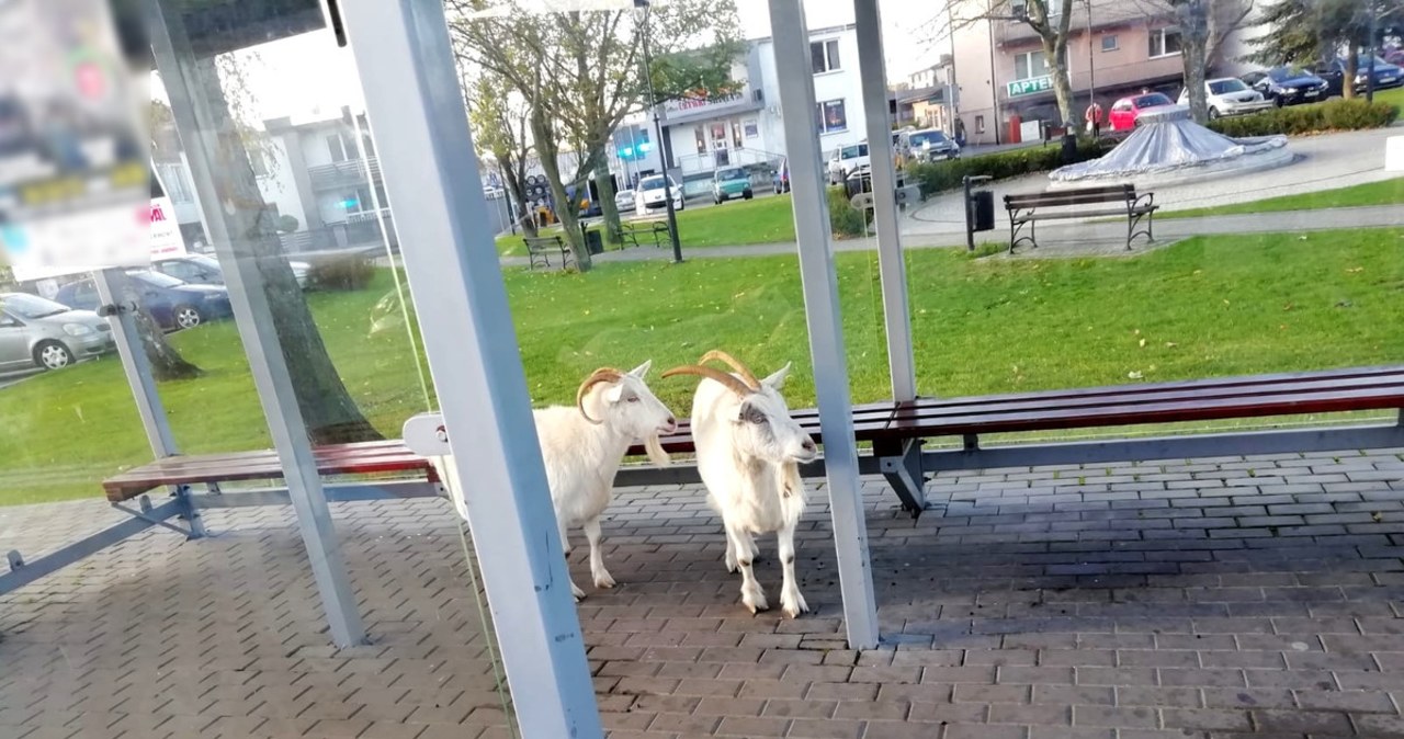 Dwie kozy na przystanku czekały na autobus