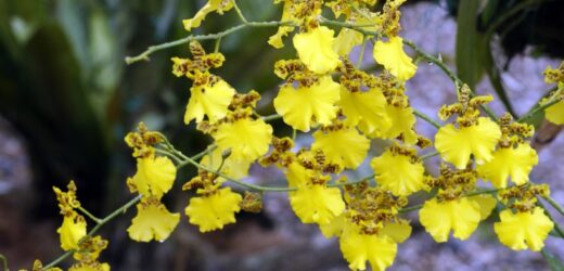 Tańcząca dama w sukni z motyli. Orchidea motylkowa szturmuje polskie domy