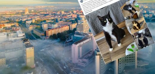 Pamiętacie kota Gacka ze Szczecina? Kultowy zwierzak jest nie do poznania