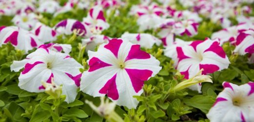 Supertunia – żelazna dama wśród roślin doniczkowych. Co zrobić, by przetrwała polską zimę?
