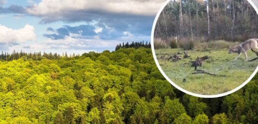 Pokazali nagranie z fotopułapki. Leśnicy apelują: Nie należy się zbliżać