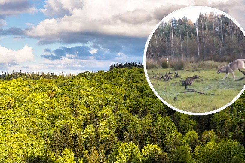 Pokazali nagranie z fotopułapki. Leśnicy apelują: Nie należy się zbliżać