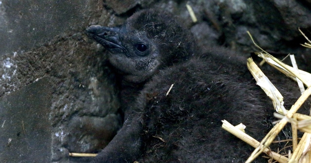 W gdańskim zoo urodziło się 15 pingwinów przylądkowych