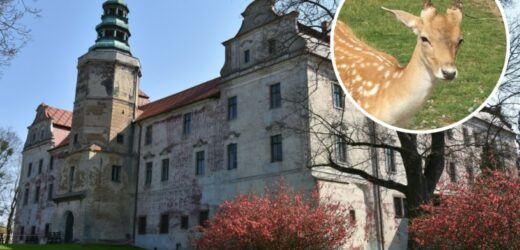 Zamek Niemodlin, zapoznasz się tam z historią, legendami i danielami