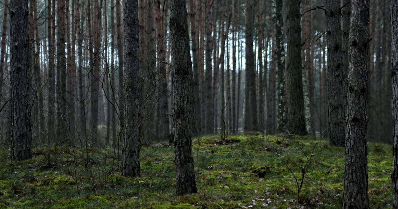 Droga przetnie las? Zielone światło od radnych Katowic