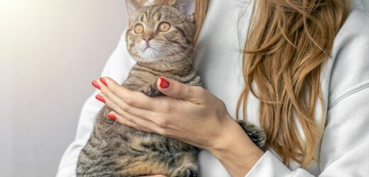 Jak poprawnie i bezpiecznie podnosić kota? Zwierzak ci za to podziękuje