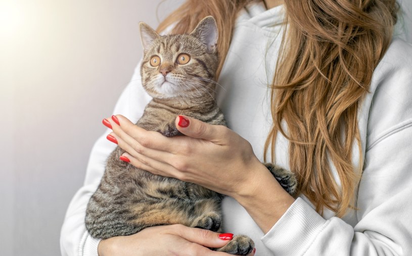 Jak poprawnie i bezpiecznie podnosić kota? Zwierzak ci za to podziękuje
