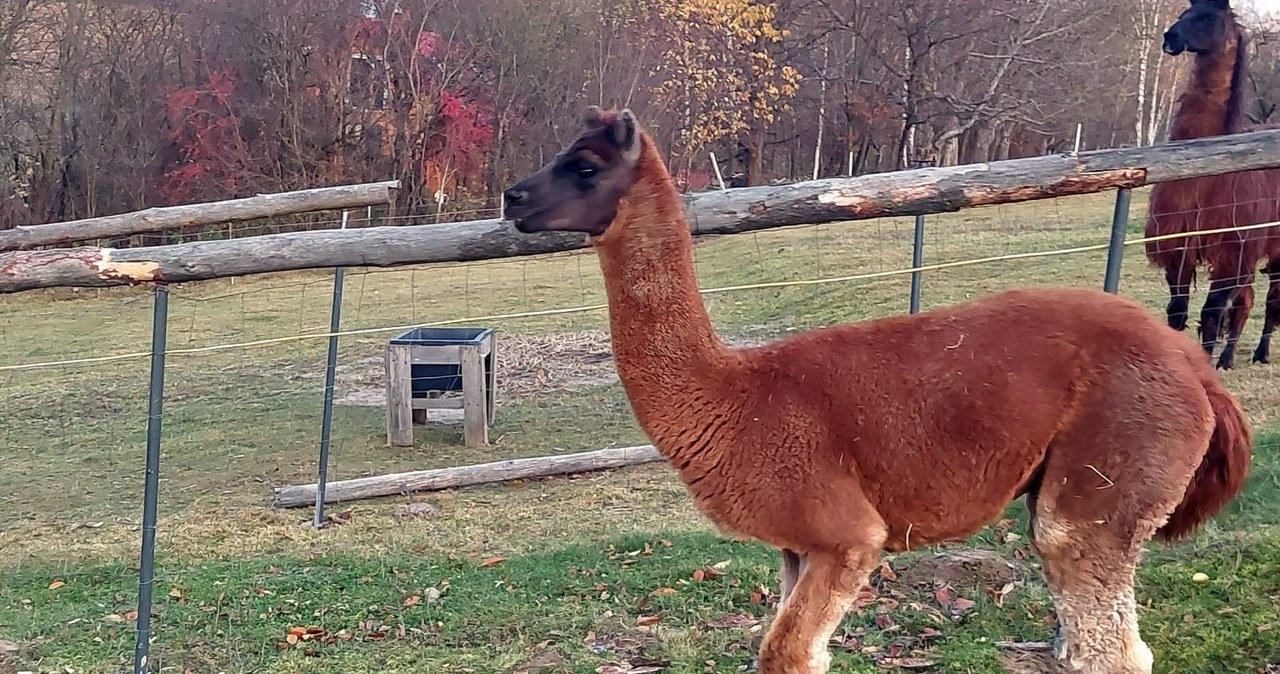 Z mini zoo uciekła lama, przestraszyła się szczeniaka