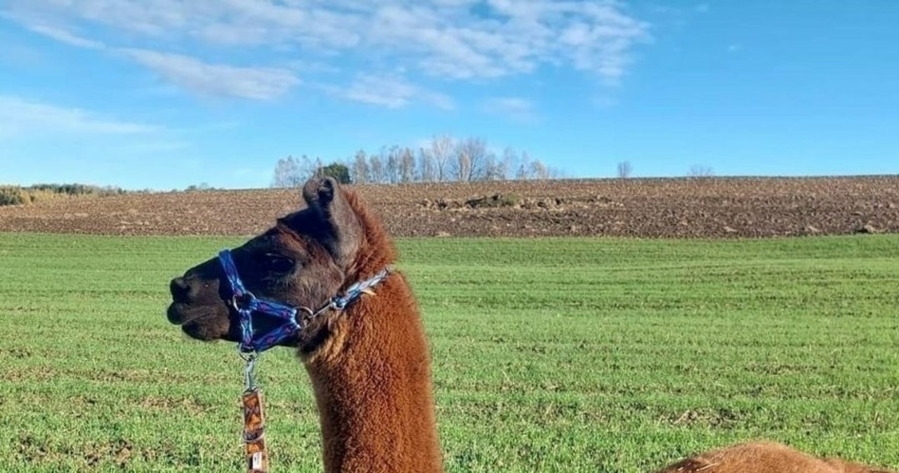 ​Odnalazła się lama, która uciekła z mini zoo