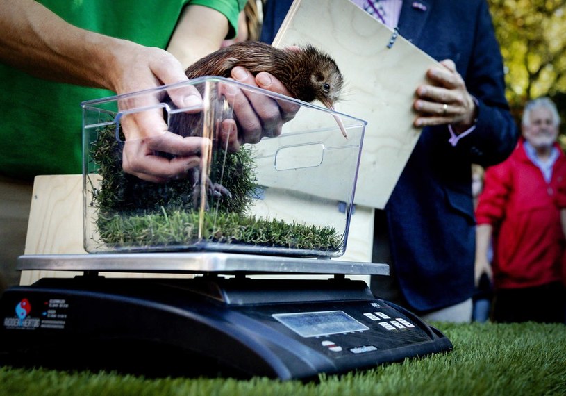 Niezwykłe wydarzenie w Nowej Zelandii. „To wspaniały prezent bożonarodzeniowy”