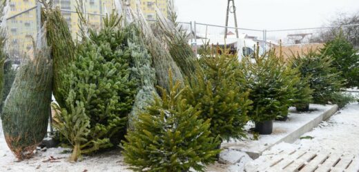Jaki gatunek drzewka wybrać na choinkę? Który najpiękniej pachnie, a który nie gubi igieł?