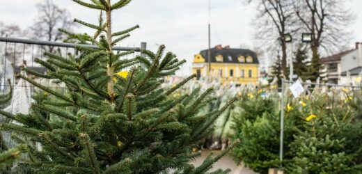 Zauważyłeś dziwną szyszkę na choince? Pod żadnym pozorem nie wnoś jej do domu
