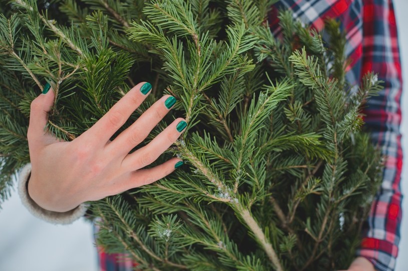 Jak dbać o jodłę kaukaską w doniczce? Dzięki tym zabiegom postoi długie tygodnie