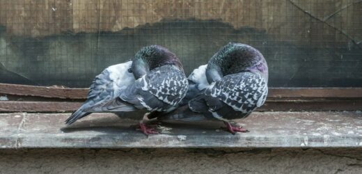 Ptaki będą omijać twój balkon z daleka. Pomogą proste, domowe sposoby