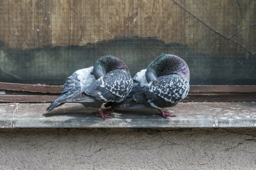 Ptaki będą omijać twój balkon z daleka. Pomogą proste, domowe sposoby