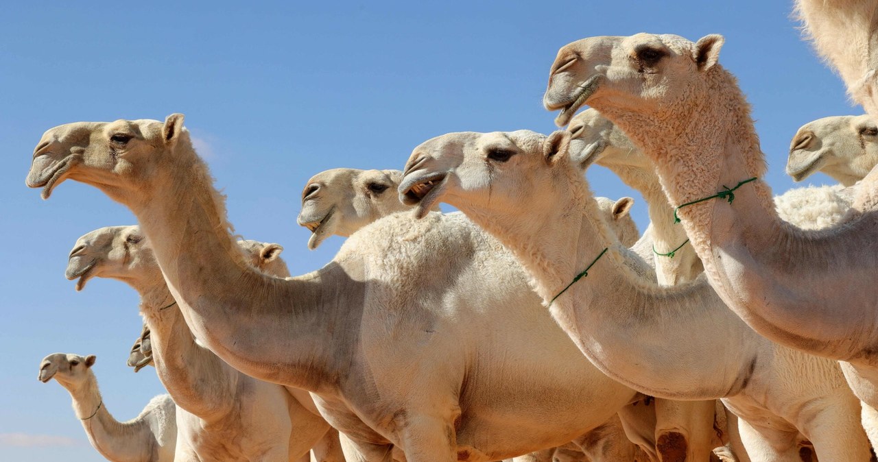 Brytyjskie wielbłądy najlepsze w konkursie króla Arabii Saudyjskiej