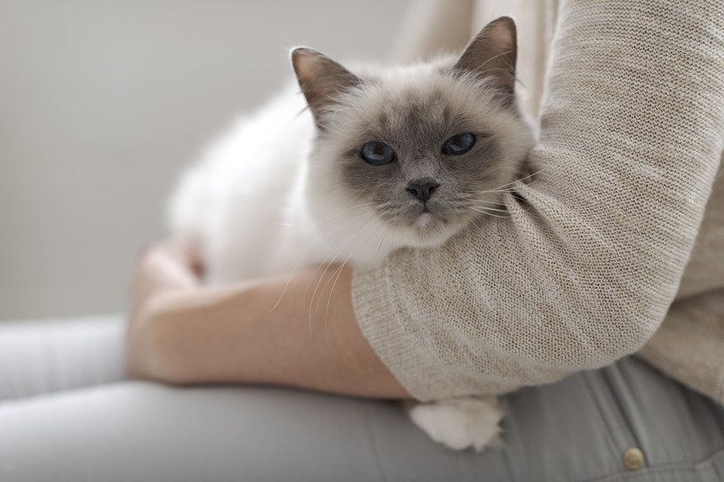Oto jak działa kocia pamięć. Koty pamiętają więcej, niż się nam wydaje