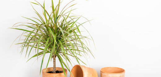 Dracena gubi liście i wygląda nędznie? Oto powody