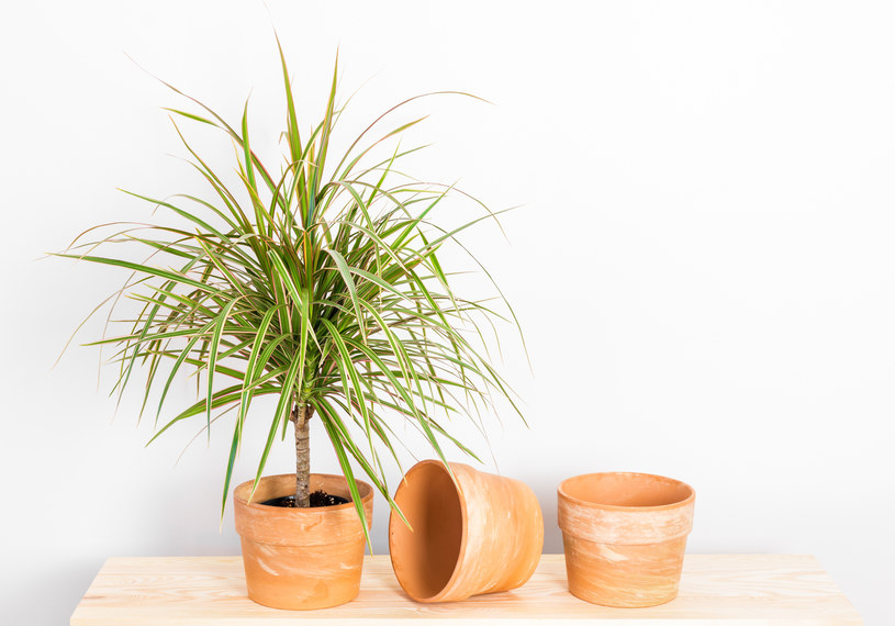 Dracena gubi liście i wygląda nędznie? Oto powody