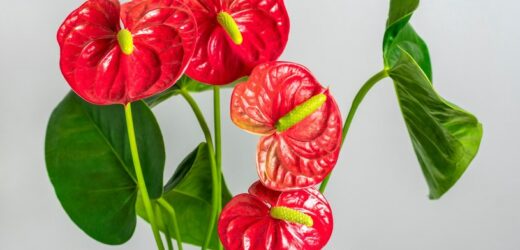 Anturium będzie w życiowej formie. Zmieszaj z wodą jeden produkt