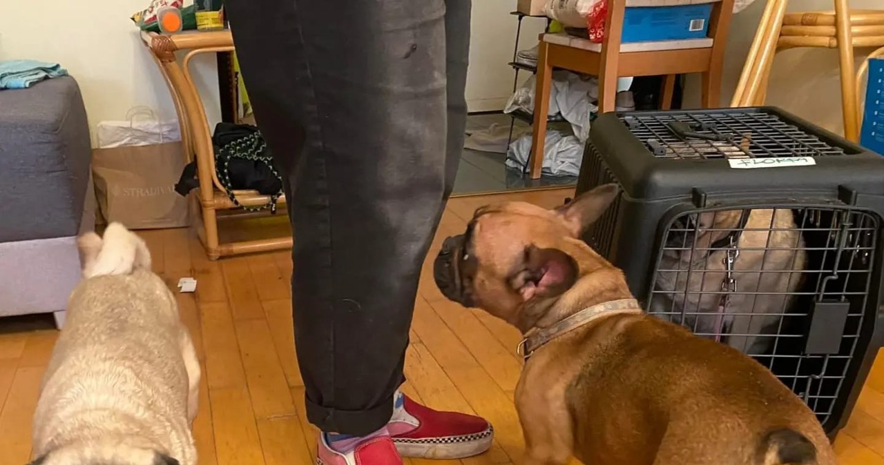 Wyjechali na święta. W mieszkaniu zostawili trzy psy – bez picia i jedzenia