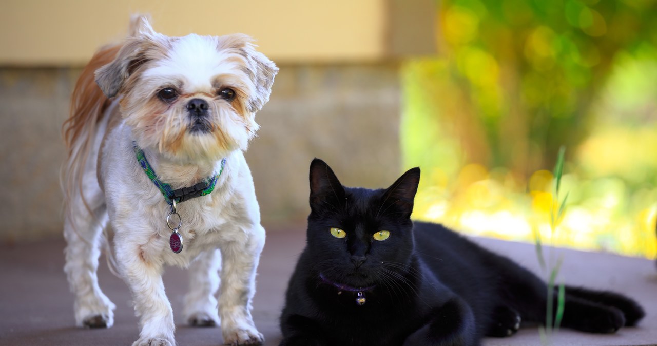 Kot uratował psa zaatakowanego przez kojoty. Ależ przyjaźń!