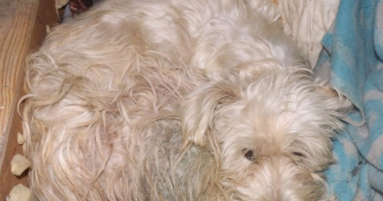 Zakopali żywcem cztery szczenięta. Jest akt oskarżenia wobec dwóch mężczyzn