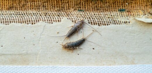 Buszują po domu, kiedy śpisz. Chowają się nawet pod łóżkami
