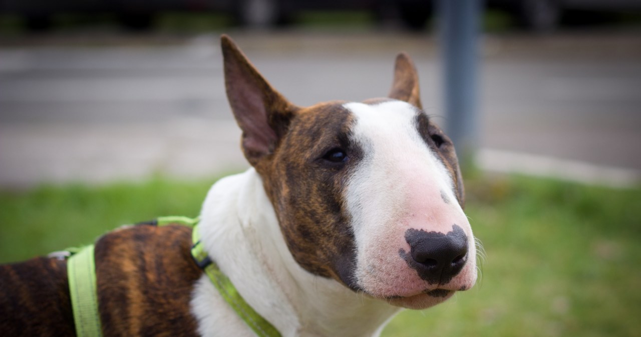 Pies zagryzł dwumiesięczne dziecko. Są wyniki sekcji zwłok