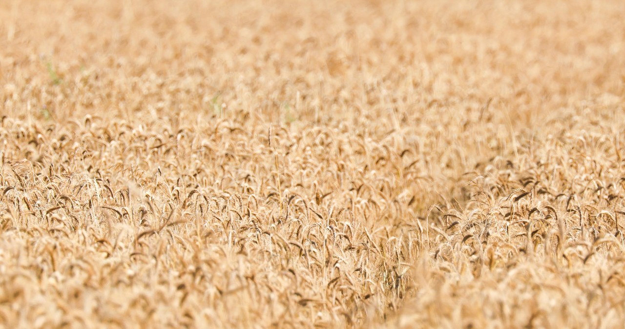 Janusz Wojciechowski pisze list do KE. Chodzi o ukraińskie zboże