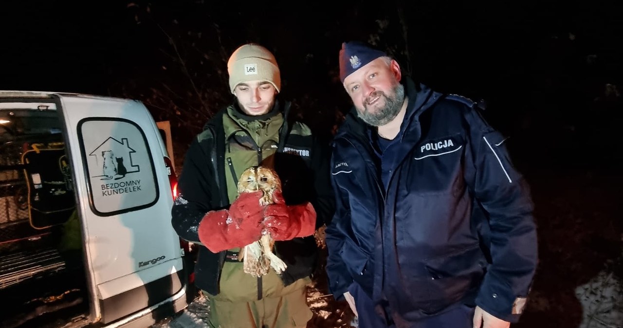 Policjanci znaleźli półżywą sowę