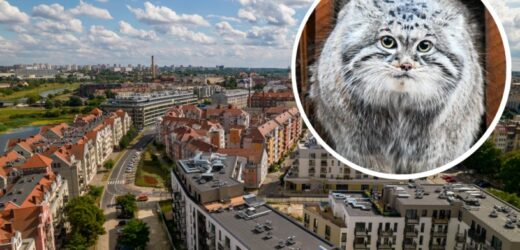 W Poznaniu spotkamy najpiękniejszego manula na świecie. „Jego Puchatość Magellan Pierwszy”