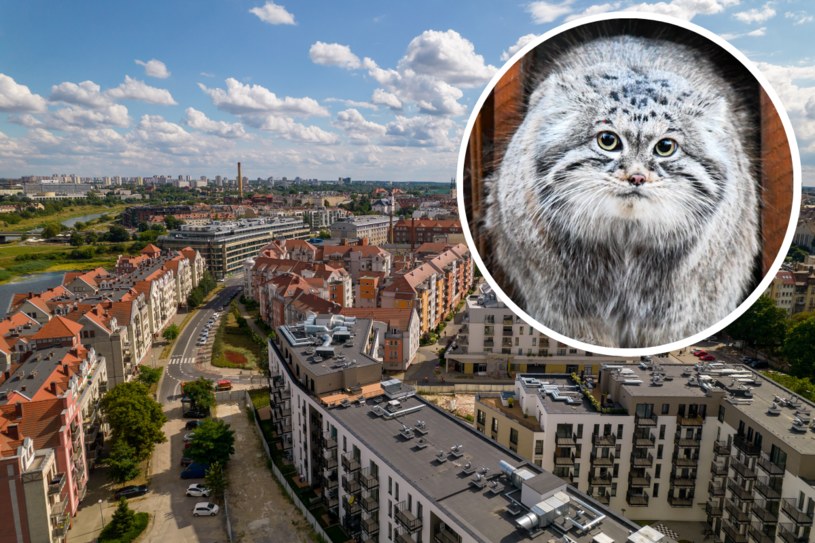 W Poznaniu spotkamy najpiękniejszego manula na świecie. „Jego Puchatość Magellan Pierwszy”