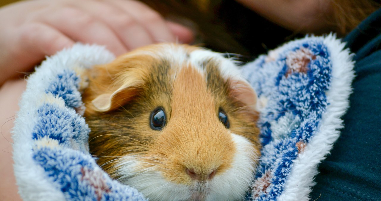 Świnka morska na śmietniku